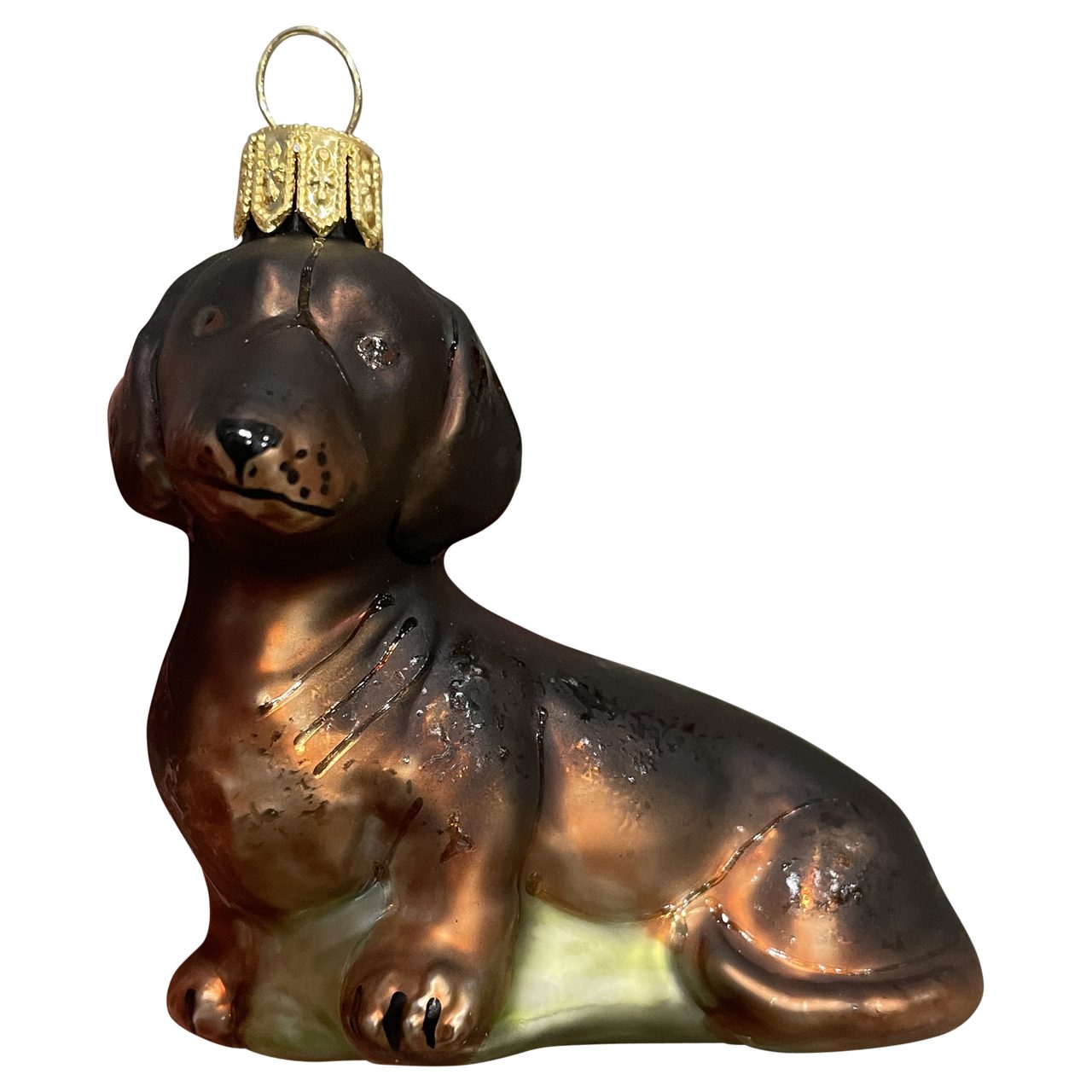 Dachshund