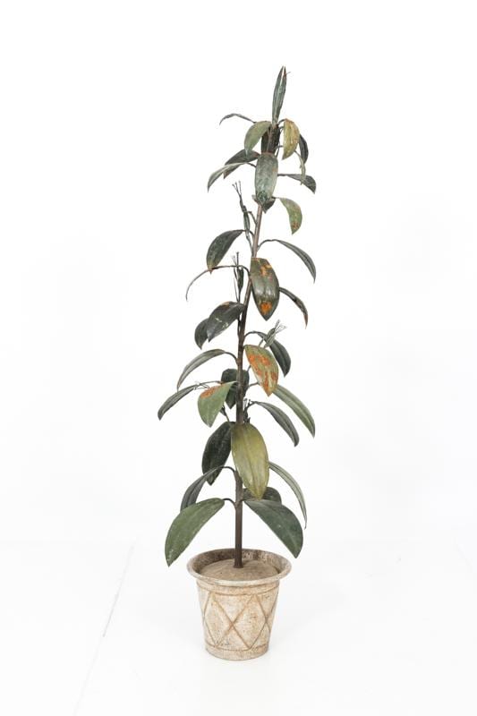 Tole Rubber Tree ca.1910