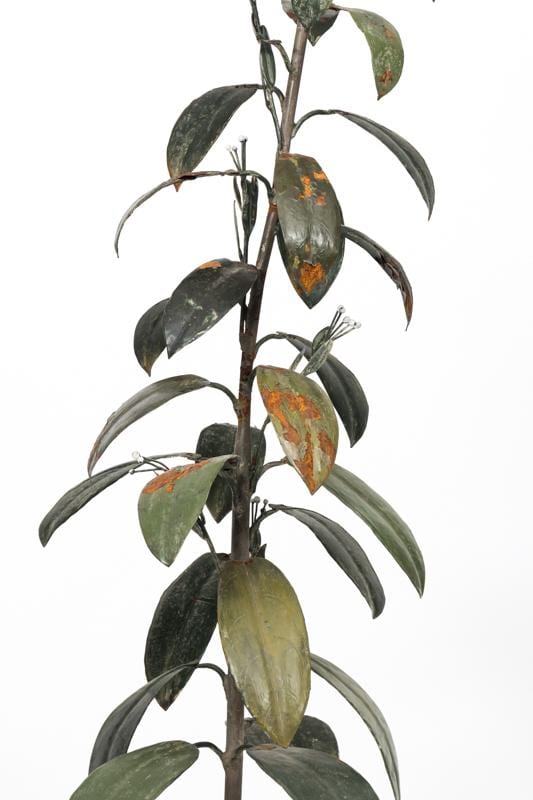 Tole Rubber Tree ca.1910